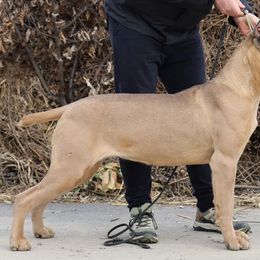 Xiomara - Cane Corso