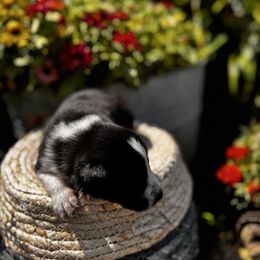 Girl 2 - Black and White - Black and white female Border Collie puppy in Minden, Iowa from Rocking N Registered Border Collies & Labradors