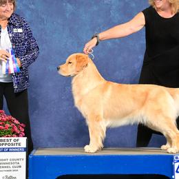 Golden Retrievers from Blue River Goldens