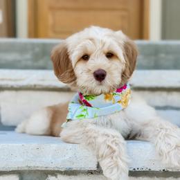 Australian Labradoodle Puppies from West Haven Australian Labradoodles