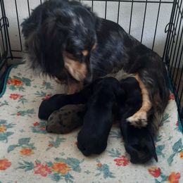 Dachshunds from TNT MINI DACHSHUNDS