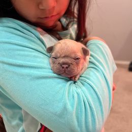 French Bulldog Puppies from Avelar’s Top Shelf Frenchies