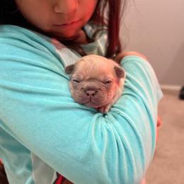 French Bulldog Puppies from Avelar’s Top Shelf Frenchies