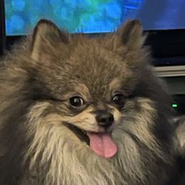 Loki - Pomeranian