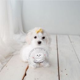 Puppy 2 - White Maltese puppy in Haslet In Dfw, Texas from Maltese Puppies in Texas