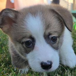 Kiara - Sable female Pembroke Welsh Corgi puppy in Saint John, Washington from Fuzzbutt Farm's Corgis