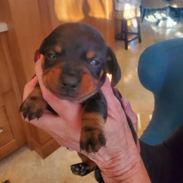 Dachshund Puppies from Lisa's Dachshunds