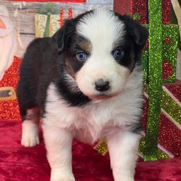 Jingle - Blue merle female Australian Shepherd puppy in Howardsville, Virginia from Spectacular Aussies and Cavaliers