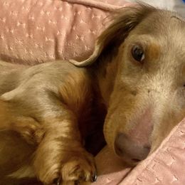 Dachshunds from Darling Dachshund Crew