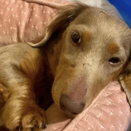 Dachshunds from Darling Dachshund Crew