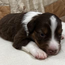 Aslan (Focaccia) - Red tri-color male Australian Shepherd puppy in Bennett, Colorado from Alolan Angel Aussies