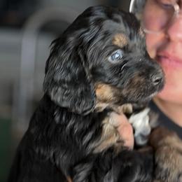 Boo - Tri-color female Bernedoodle puppy in Phelan, California from PuppyPaws4U