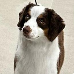 Rylee - Miniature American Shepherd