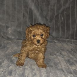 Todd - Red male Cavapoo puppy in Dewey, Oklahoma from Lebel Cavapoos