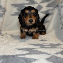 Bonnie - Black and tan female Dachshund puppy in Ceres, California from Rockin' M’s LilBitty Dachshunds (LBD)
