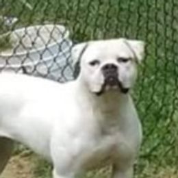 American Bulldogs and French Bulldogs from Bloody Creek Kennels