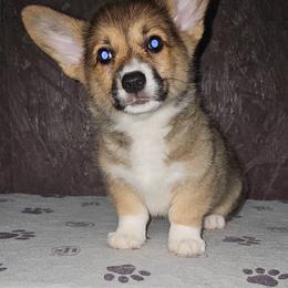 Labrador Retriever and Pembroke Welsh Corgi Puppies from Moonlight Kennels