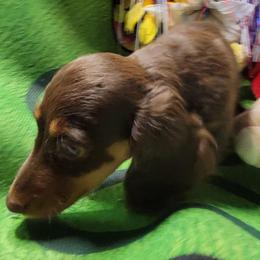 Nova Bright Star - Chocolate and tan female Dachshund puppy in Terlton, Oklahoma from CLARK'S BREEDING PROGRAM