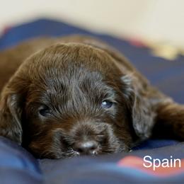 Spain - Chocolate male Labradoodle puppy in Manchaca, Texas from Heartrock Labradoodles