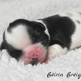 Shih Tzu Puppies from Beirin Breige Shih Tzus