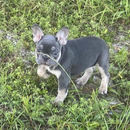 Boxer and French Bulldog Puppies from Beachside Boxers and Frenchies