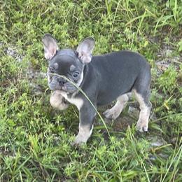 Boxer and French Bulldog Puppies from Beachside Boxers and Frenchies
