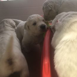 Golden Retriever Puppies from Grace N Goldens