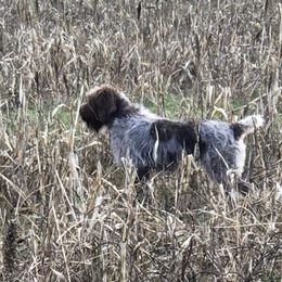 Stormie - Wirehaired Pointing Griffon