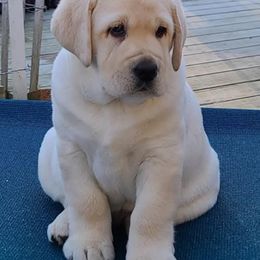Labrador Retriever Puppies from Sound View Labradors East