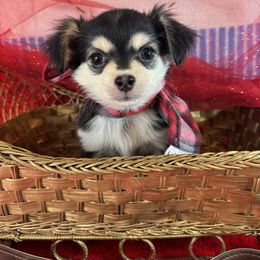 3  boy BUZZ - Black and tan male Chihuahua puppy in Polo, Missouri from Blue Tails Farm