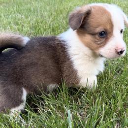 Rodeo - Red male Pembroke Welsh Corgi puppy in Hillsville, Virginia from Bonderosa Kennels