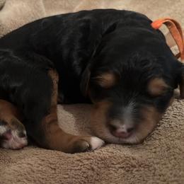 Golden Mountain Doodle Puppies from Home Grown Doodles