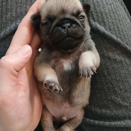Boy 4 - Fawn male Pug puppy in Glendale, Oregon from Azalea Pugs