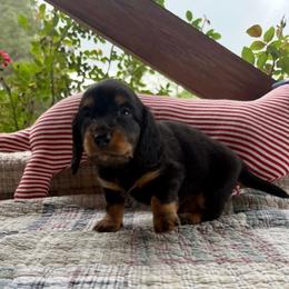 Black and tan - Black and tan male Dachshund puppy in Ozark, Alabama from Honey Hill Dachshunds