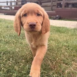AKC orange collar boy - Dark golden male Golden Retriever puppy in Joshua, Texas from 3 Gun Retrievers