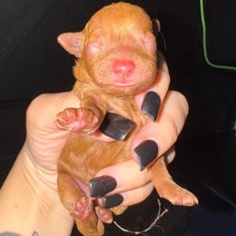 Ham - Red male Assorted Doodle Crosses puppy in Hollywood, Florida from Little Red Doodle Co.