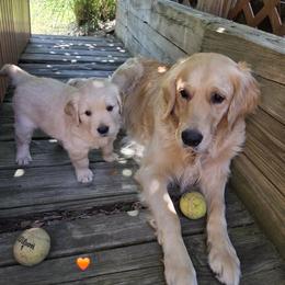 Ms. Orange Lady - Light golden female Golden Retriever puppy in Woodbridge, Virginia from Goldens of Northern Virginia