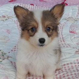 Girl 1 - White and red Pembroke Welsh Corgi puppy in Liberty, Tennessee from Taylor's Corgi's