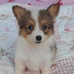 Girl 1 - White and red Pembroke Welsh Corgi puppy in Liberty, Tennessee from Taylor's Corgi's