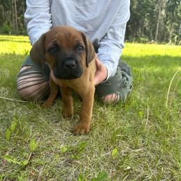 Teddy - Fawn male Cane Corso puppy in Delta Junction, Alaska from Last Frontier Cane Corsos