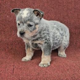 Sparkles - Blue mottled female Australian Cattle Dog puppy in China Grove, North Carolina from Indigojos Australian Cattle Dogs