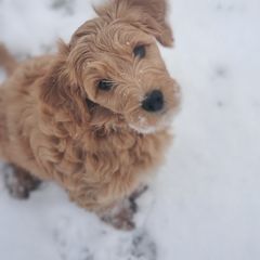 Double Doodle and Goldendoodle Puppies from Bert's Doodles