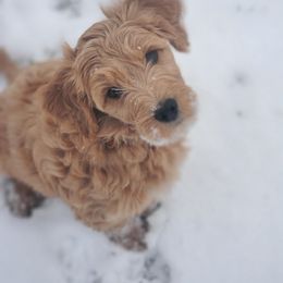 Double Doodle and Goldendoodle Puppies from Bert's Doodles