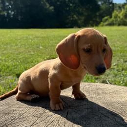 Otto - Red male Dachshund puppy in Defuniak Springs, Florida from Anastasia Knight's Cocker Spaniels