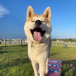 Kuro - Japanese Akitainu