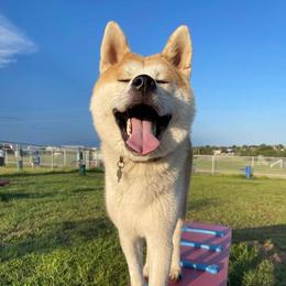 Kuro - Japanese Akitainu