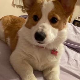 Pembroke Welsh Corgis from Holly Hanni's Pembroke Welsh Corgis