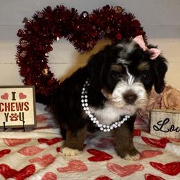 Rihanna - Tri-color female Bernedoodle puppy in Gilbert, Arizona from The Berne Barn... it’s a Doodle thing!