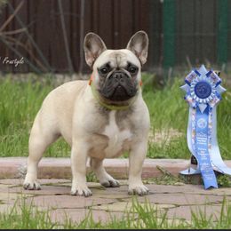 Zoya - French Bulldog