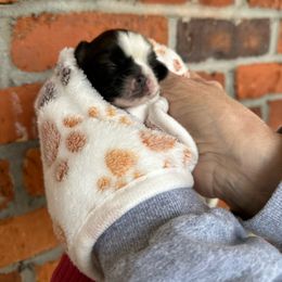 Green - Black Pekingese puppy in Daleville, Alabama from Melissa's Pekingese